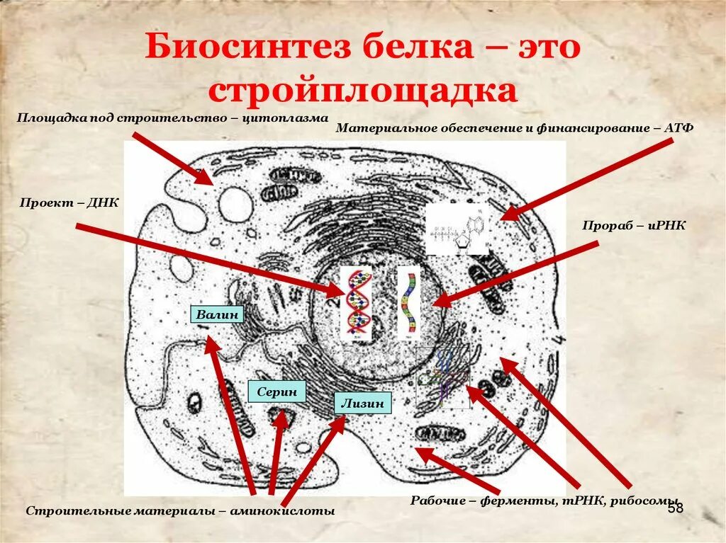 Синтез белков органелла. Биосинтез белка. Синтез белков структура клетки. Биосинтез белка в цитоплазме. Структура клетки Синтез белковых.