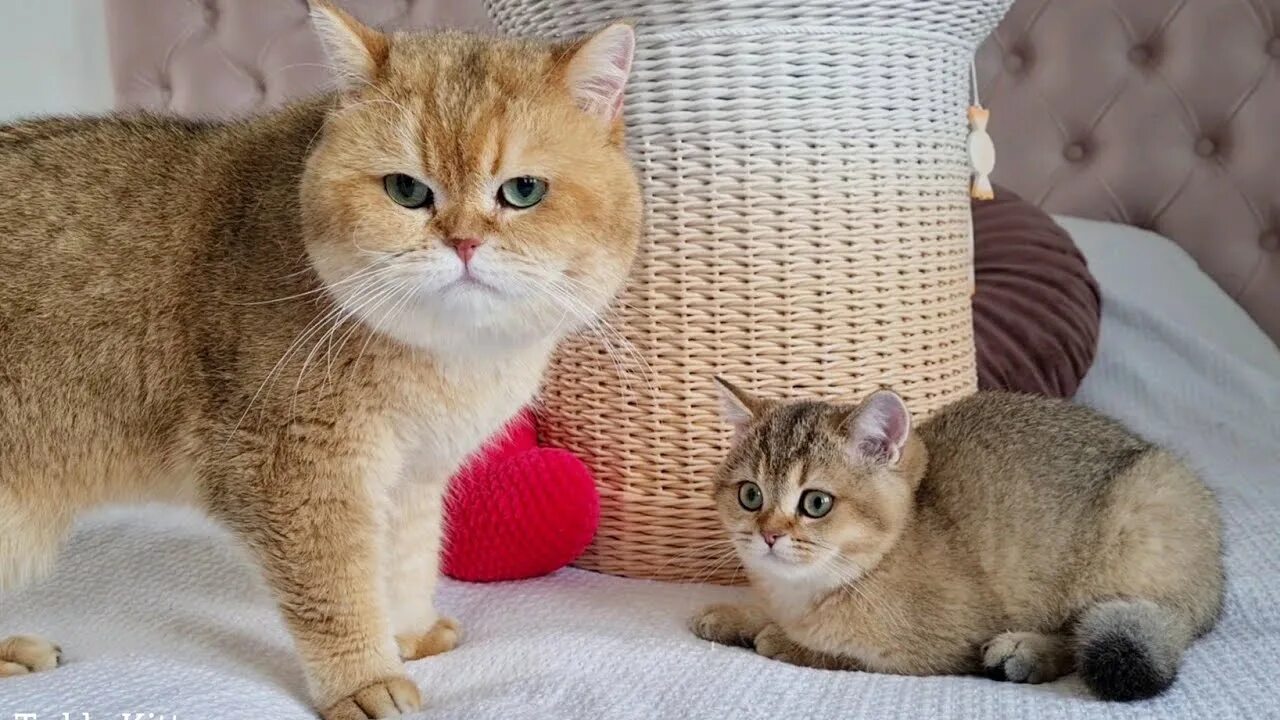 Кот вильям санкт петербург. Teddy kittens вильям.