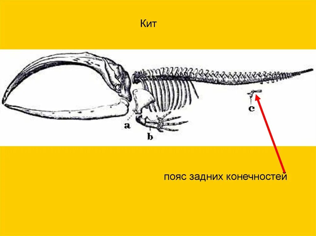 Задние конечности китообразных. Скелет кита задние конечности. пояс задних конечностей. пояс задних конечностей кита. развитые задние конечности китообразных.