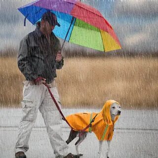 Как гулять с собакой в дождь