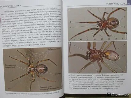 Паук книга