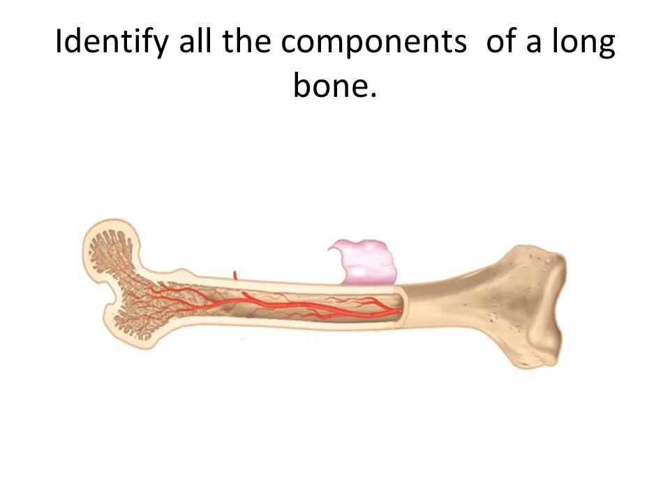 Long bone. Long Bones. How to make the jaw Bone longer?. Long i ppt. Clavicle are long and short.