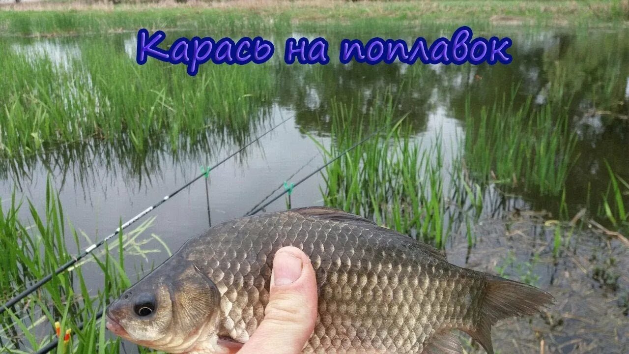 Карась в октябре на фидер в пруду. Карась в октябре на фидер в пруду. Карп на фидер на платнике. Крупный карась на поплавок. Карась в октябре на фидер в пруду.