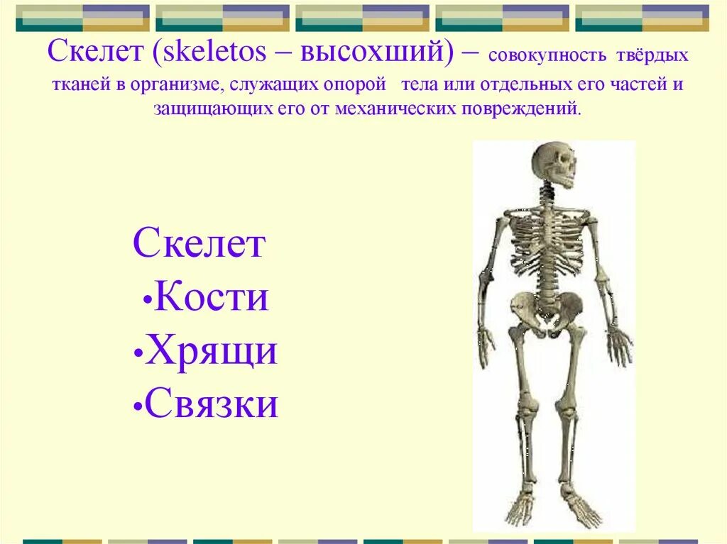Амортизация скелета. Скелет 6 класс биология. Скелет человека 8 класс биология. Задания по биологии 8 класс по теме скелет человека. Скелет человека осевой скелет презентация 8.