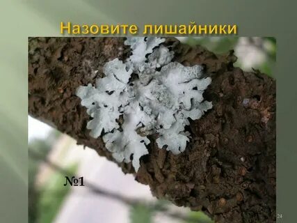 Экологические лишайники