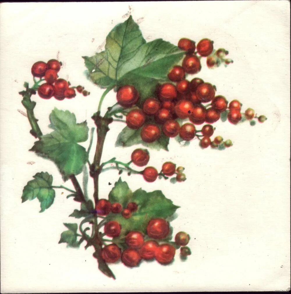 Смородина кустарник. Куст смородины для детей. Куст смородины на белом фоне. Куст смородины рисунок. Смородина раскраска для детей.