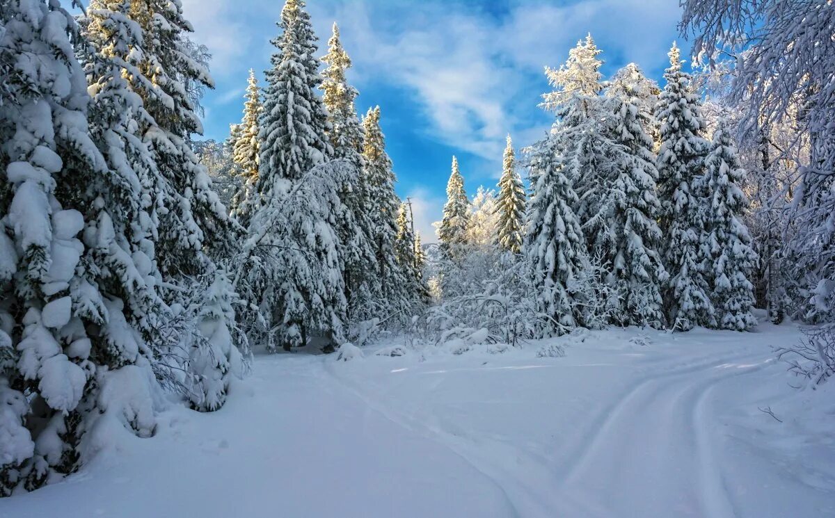 Зимний лес зимой. Зимний пейзаж. Зимняя Полянка. Пейзаж зимнего леса. Зимняя Полянка в лесу.