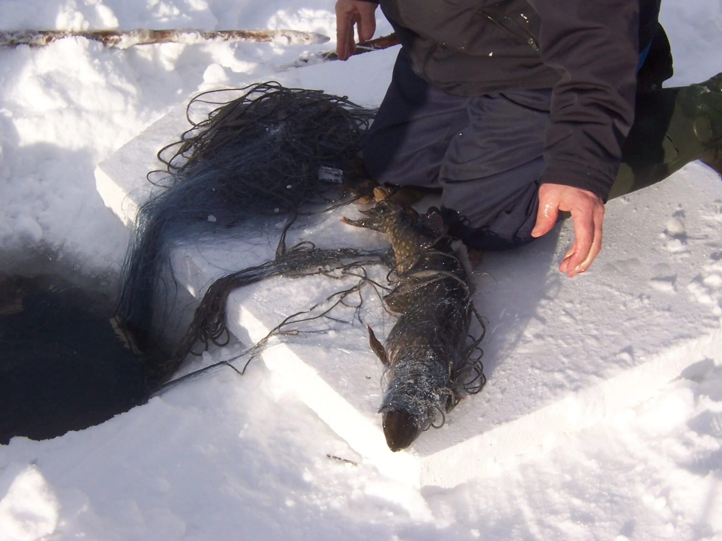 Рыбалка сетями зимой. Промысловая рыбалка сетями зимой. Сеть для подледной рыбалки. Браконьеры зимой на рыбалке.