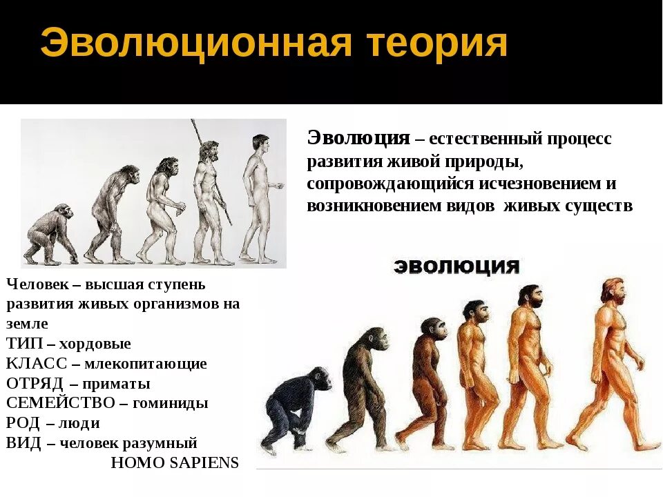 Условием развития человека помимо реальности егэ. Теория эволюции. Эволюционная теория. Эволюционная теория происхождения человека. Эволюционная концепция возникновения человека.