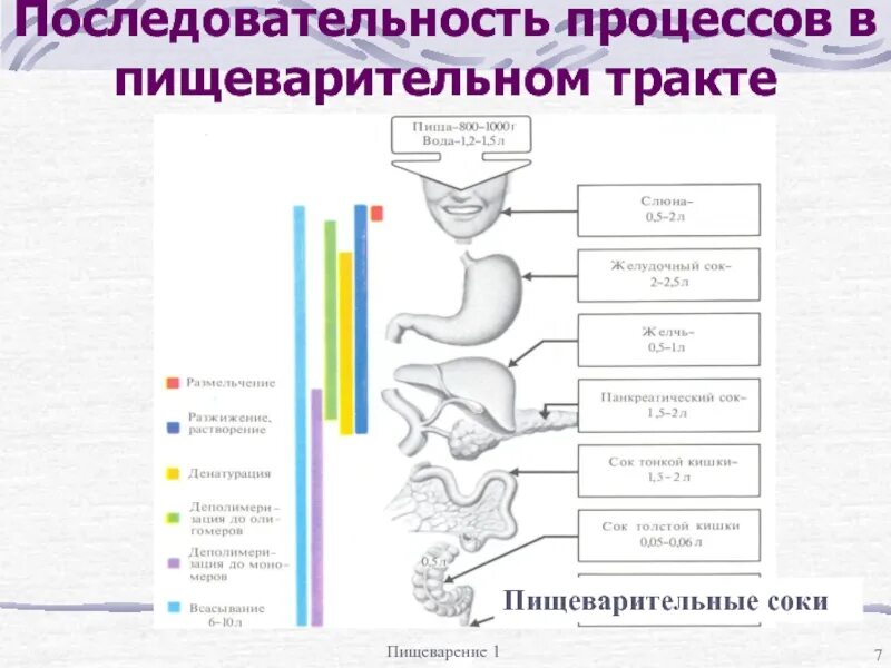 Схема движения пищи по пищеварительному тракту. Установите последовательность прохождения пищи по пищеварительному тракту. Этапы пищеварения схема. Пищеварительная система человека. Схема работы системы пищеварения человека.