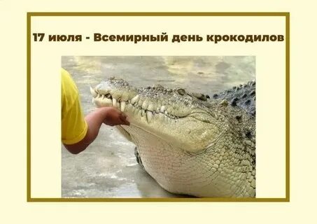 День крокодила