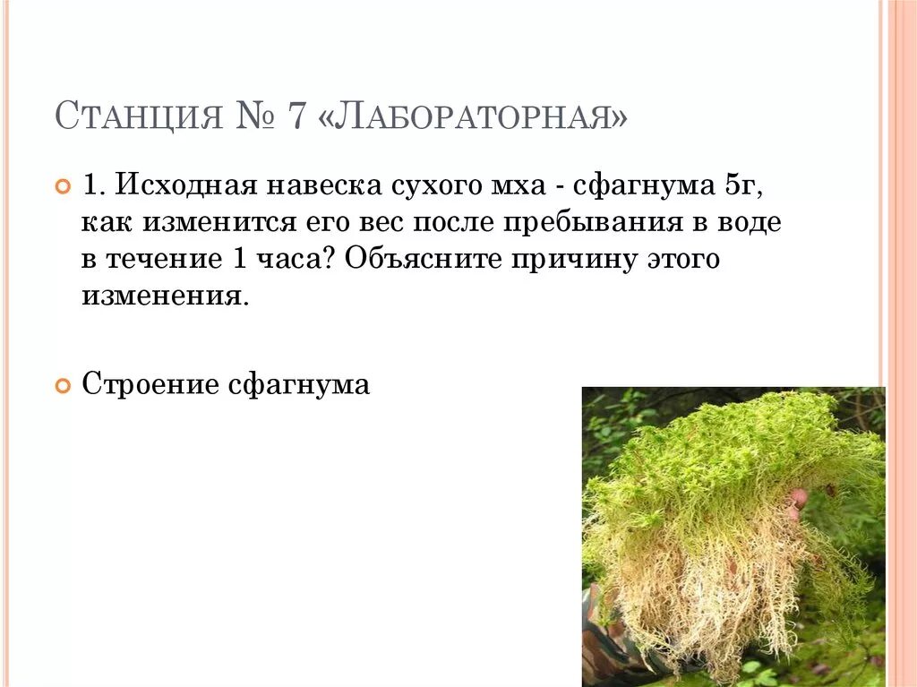 По каким признакам мхи относятся к высшим. Загадки на тему высшие споровые растения. Мох который распускается от воды. Мхи относятся к высшим растениям потому что.