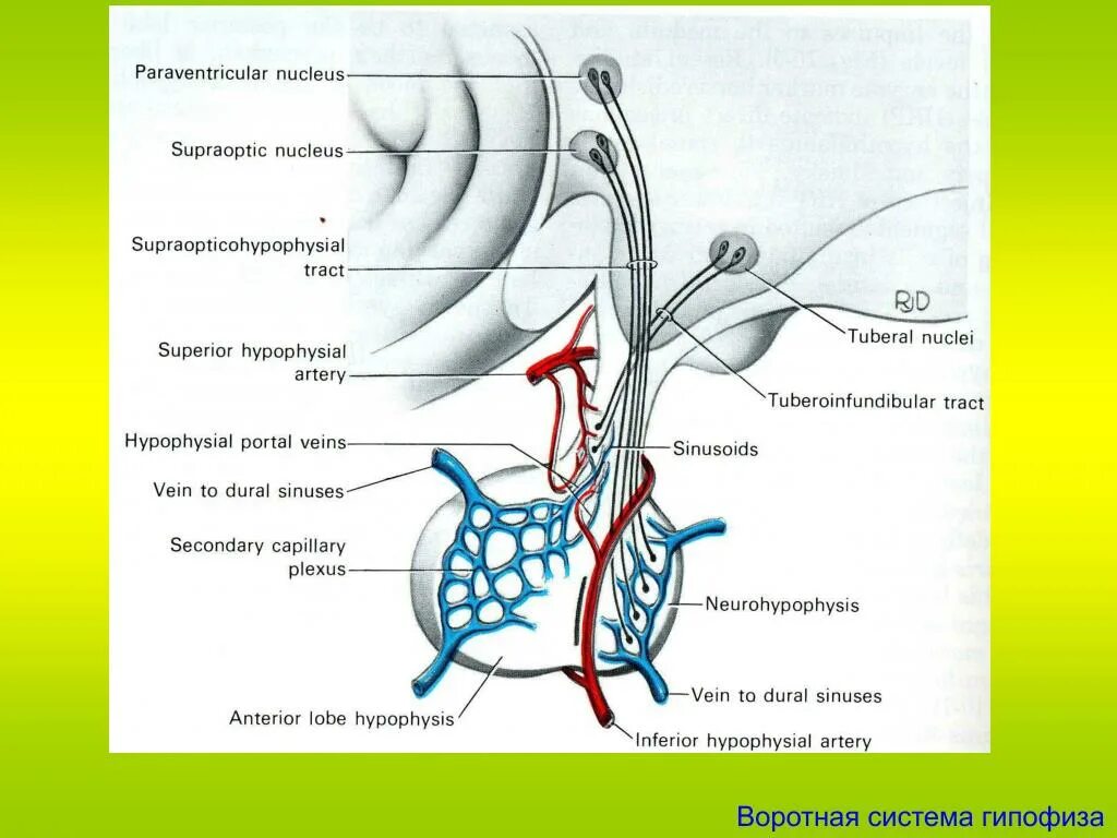 Гипоталамо-гипофизарная система кровообращения. Кровоснабжение гипофиза схема. Кровоснабжение гипоталамо-гипофизарной системы. Кровоснабжение гипофиза анатомия.