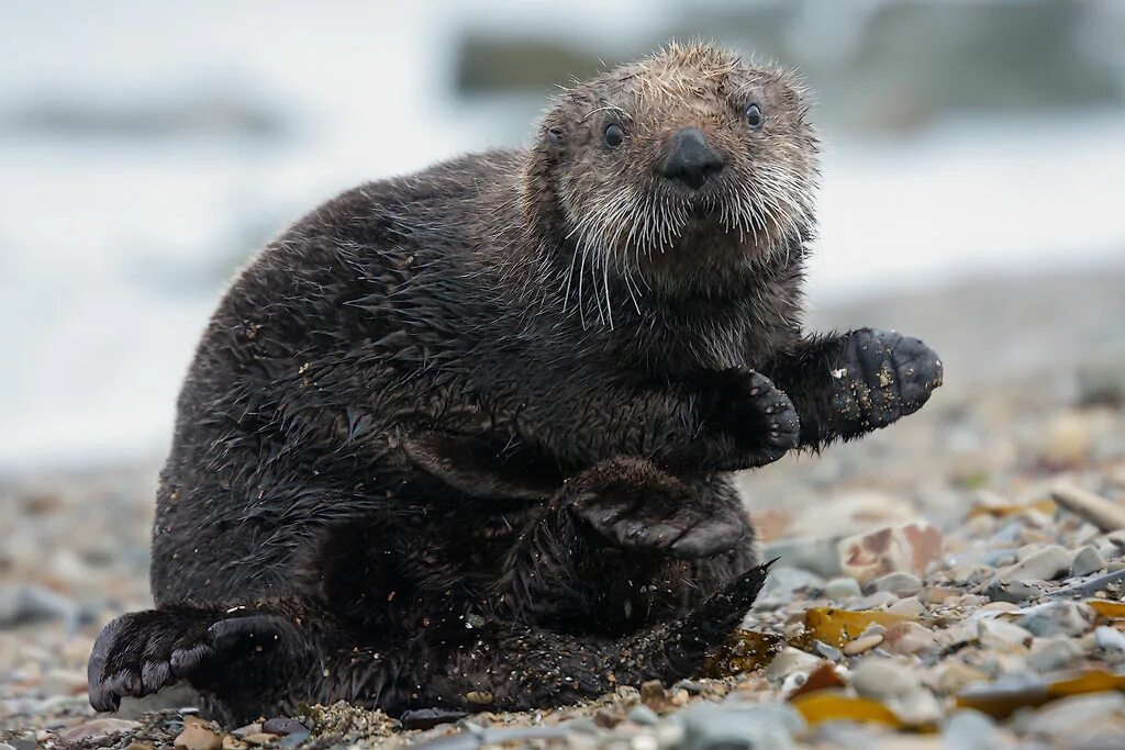 калан камчатский. калан камчатский. калан аляска. кала́н enhydra lutris. каланов.