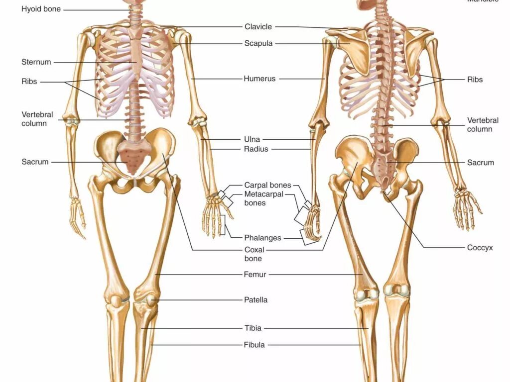 Скелет с названиями костей на русском языке. Система костей человека скелет. Скелет человека с описанием всех костей и суставов. Скелет туловища человека анатомия латынь.