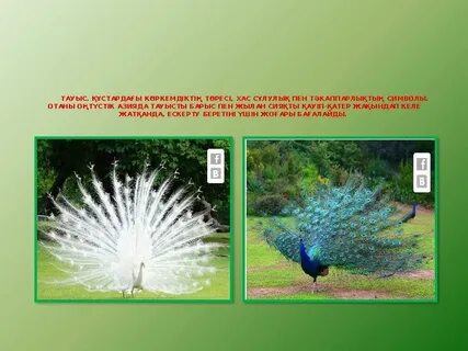 Ақылға қондыратын минетті қалай беруге болады