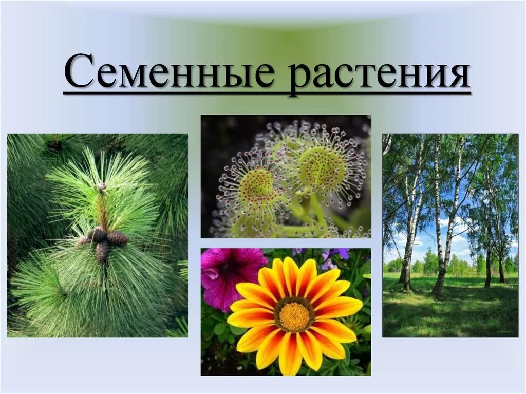 Семейные растения примеры