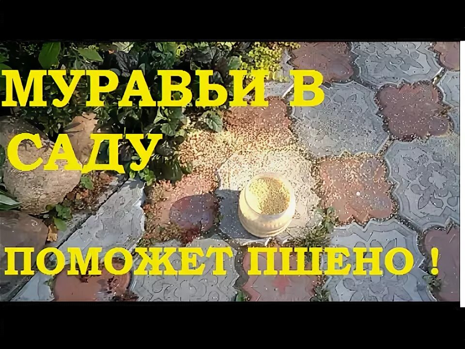 Пшено против муравьев на огороде отзывы. Пшено от муравьев на огороде. пшено от муравьев. муравьи и пшено. пшено от муравьев в теплице.