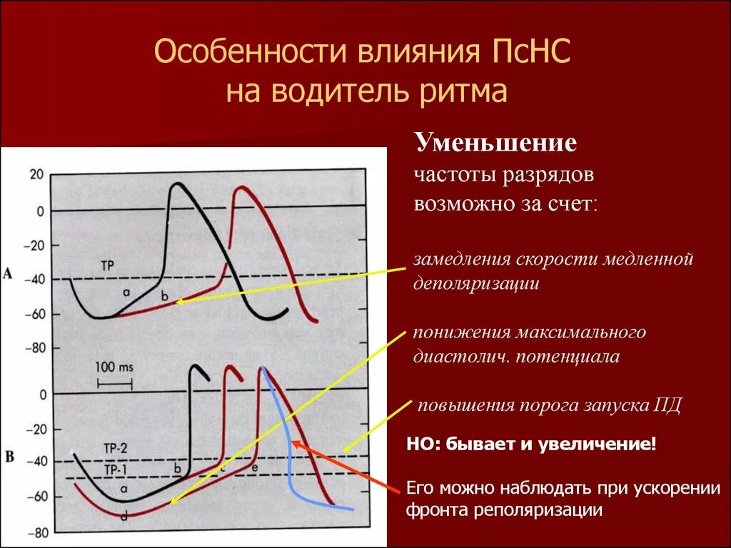 При увеличении частоты уменьшается. Потенциал действия клеток водителей ритма сердца физиология. Механизмы возникновения медленной диастолической деполяризации. Медленная деполяризация физиология. Фаза медленной спонтанной диастолической деполяризации.