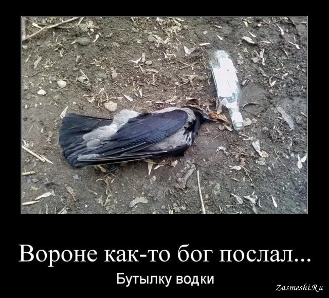 Ворону как то бог послал. Вороне как-то бог послал бутылку водки. юмор о воронах. вороне бог послал 4 вольта. вороне бог.