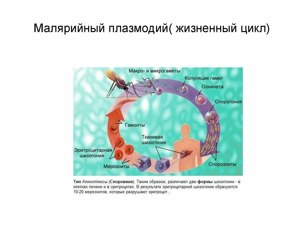 Как происходит заражение человека малярийным плазмодием. Цикл малярийного плазмодия схема. Патогенная стадия малярийного плазмодия. Оокинета малярийного плазмодия. Особенность развития малярийного плазмодия.