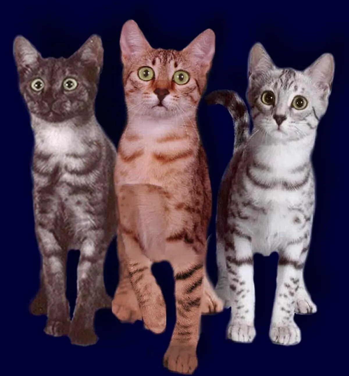 Другая порода кошек. Египетская МАУ окрасы. Египетская МАУ кошка. Коты породы Египетский МАУ. Египетская кошка МАУ расцветка.