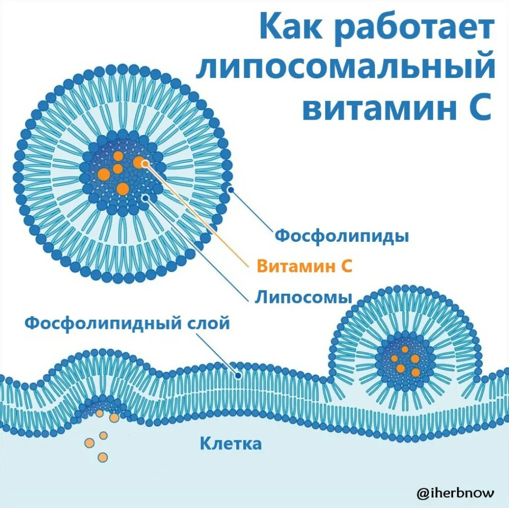 Липосомальный витамин с 100 мл. Липосомальный витамин с 100 мл. Липосомальный витамин с 1000 мг. Липосомальный витамин д3. Витамин с липосомальная форма 500 мг.