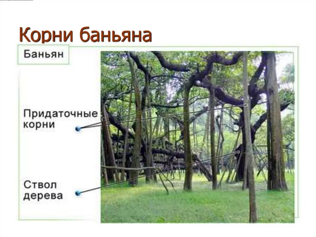 Корни подпорки баньяна. Ходульные корни баньяна. Придаточные корни баньяна. Корни подпорки.