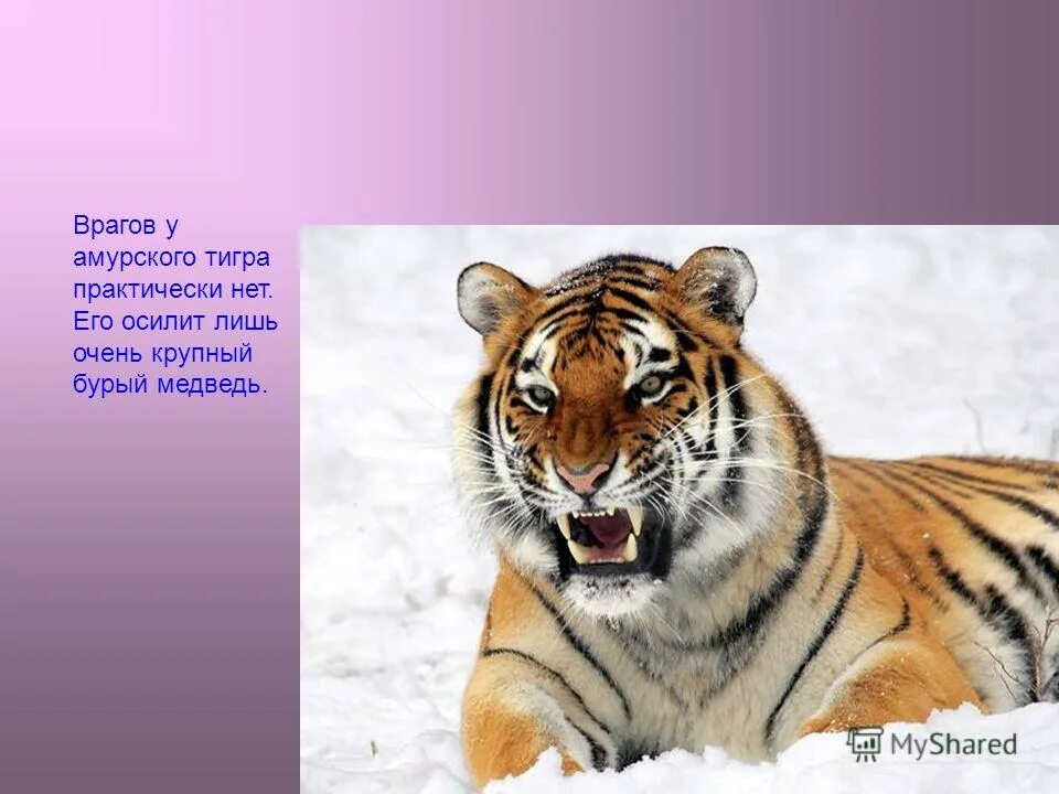 красная книга о животных о тигре белых. тигр доклад 3 класс. доклад про тигра 1 класс окружающий мир. как выглядит тигр описание. сообщение отигескартинкой.