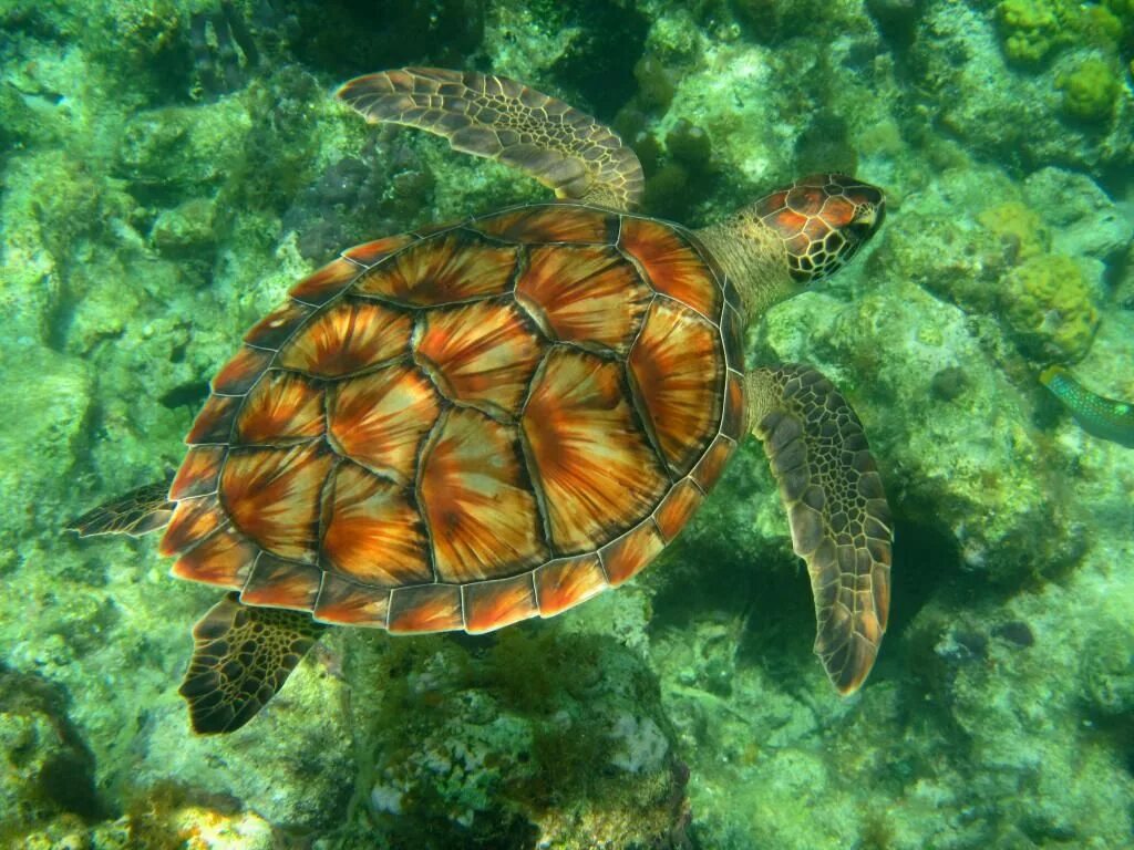 К морским черепахам относится. Зеленая (суповая морская черепаха). Морская черепаха бисса. Атлантическая Ридлея черепаха. Черепаха бисса панцирь.