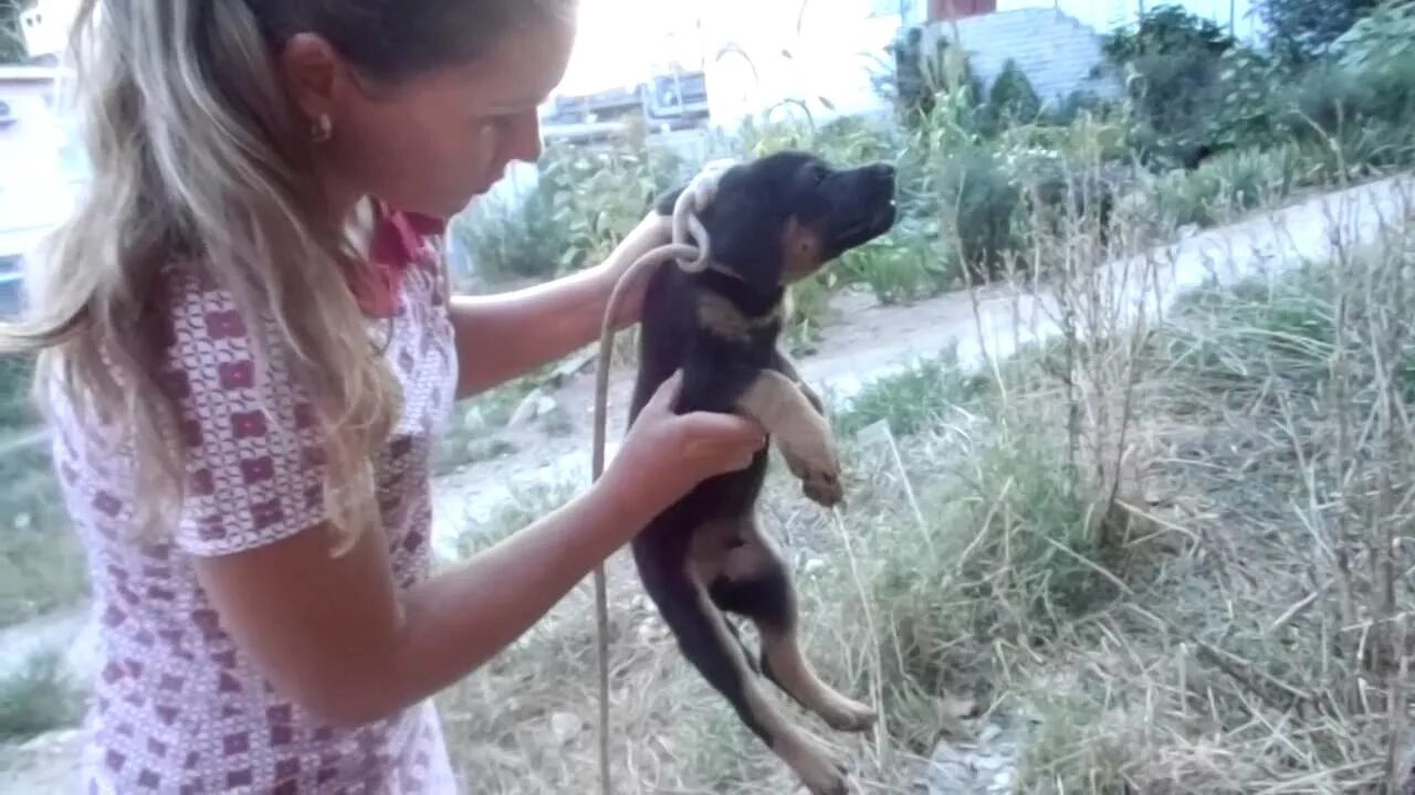 Собака девочка делает движения как кобель