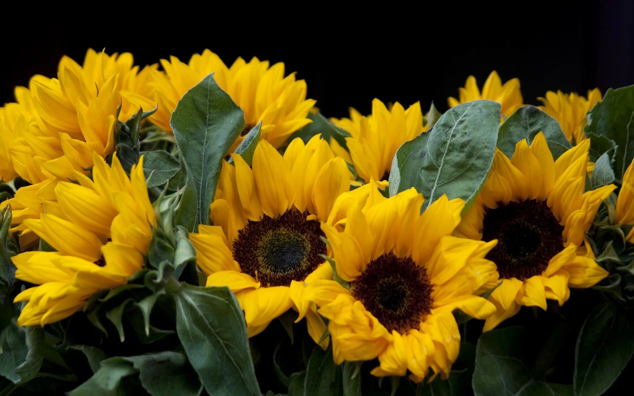 Sunflower Wallpaper.