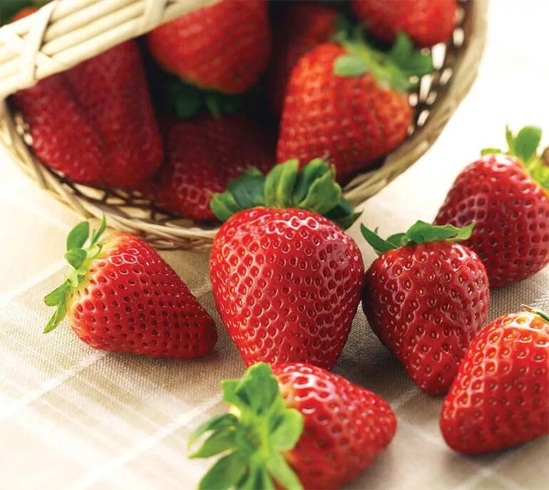 Сорт альбион. Клубника альбион. клубника ремонтантная альбион, 5 шт..