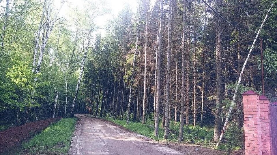 Мировые участки александров. Клязьминский парк коттеджный поселок. КП Клязьминский парк Дмитровское шоссе. Клязьминский лесопарк. Клязьминский парк фото.