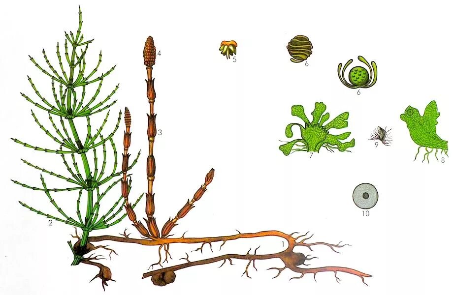 Ризоиды плаунов. Хвощ полевой заросток. Цикл хвоща полевого. Гаметофит хвоща. Гаметофит хвоща полевого.