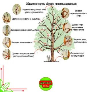Какие деревья обрезают осенью