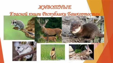 Красная книга башкортостана животные