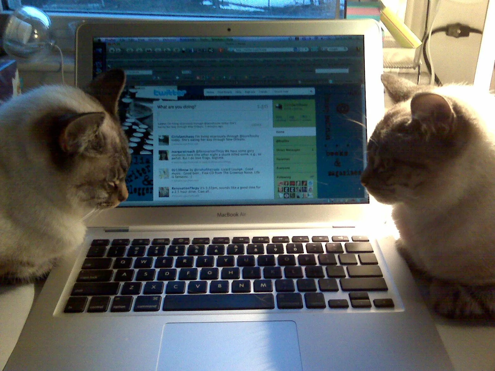 Котик за компом. Котик за компьютером. Два кота возле компьютера. Кот с компом.