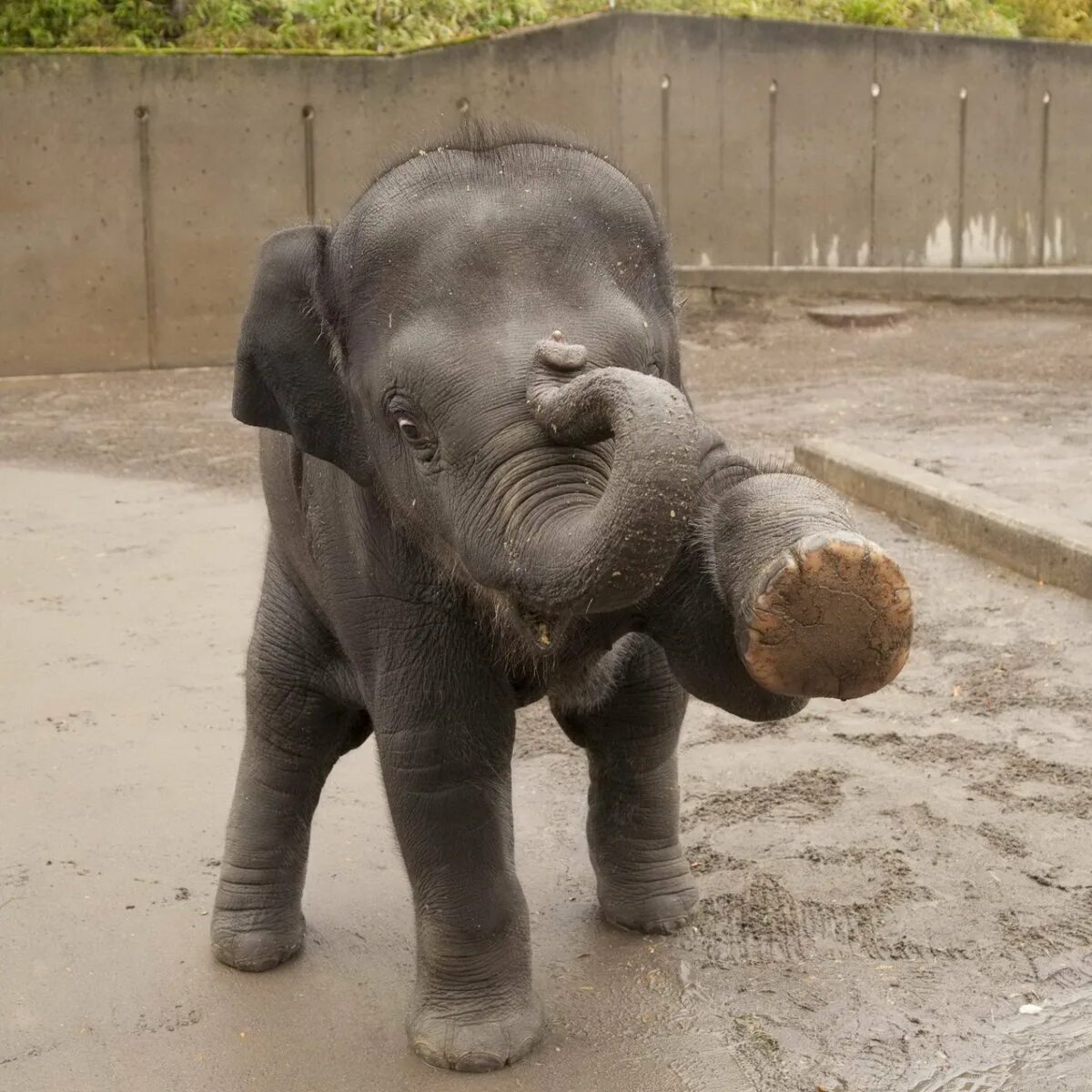Маленький слоник. Слоненок. Смешные слоны. Смешной слон. Забавный слон.