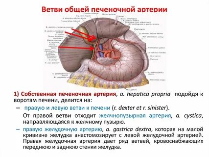 Печеночная артерия отходит