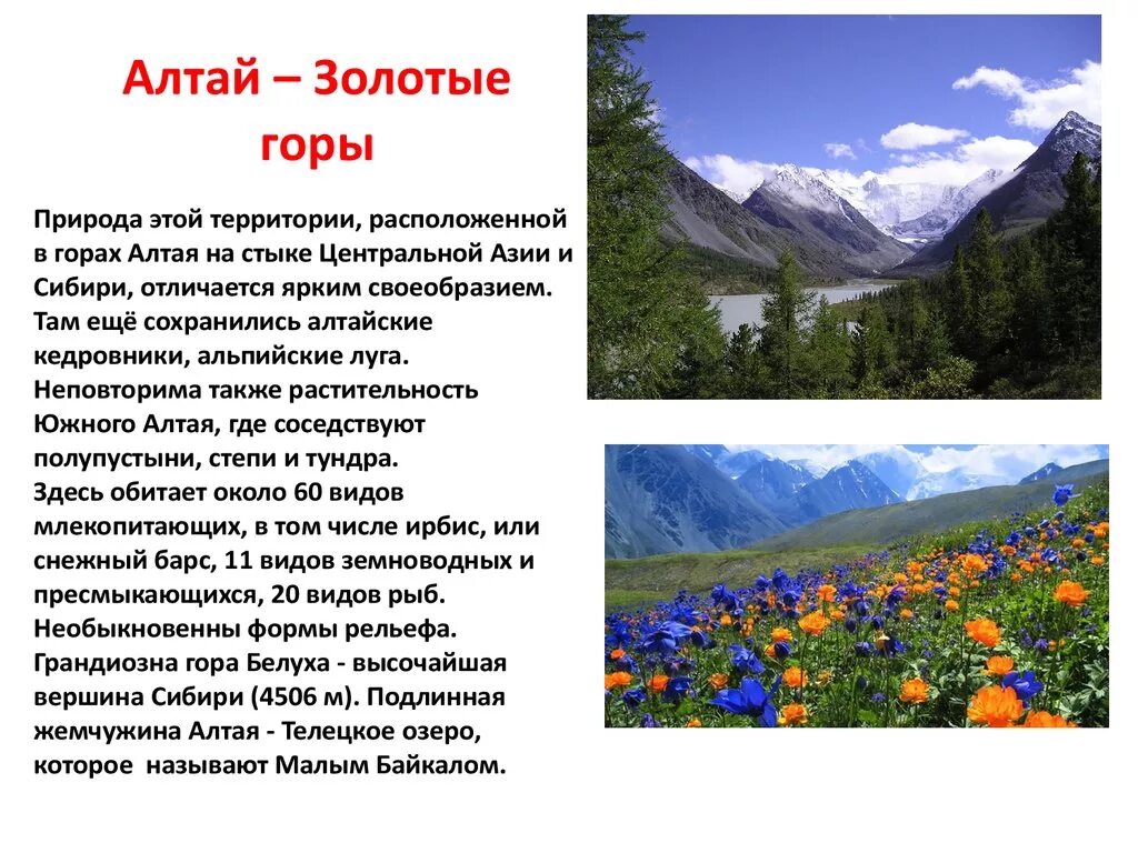 Золотые горы Алтая доклад. Рассказ про гору Алтай. Доклад по теме Алтайские горы. Сообщение про золотые горы Алтая информация.