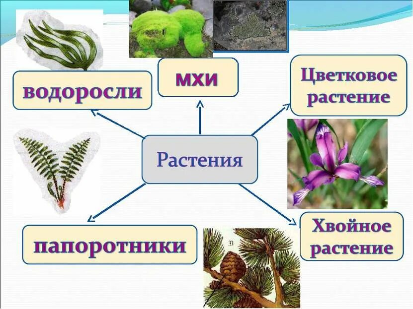 Какие растения существуют в природе. Виды растений. видовое многообразие растений. растения для презентации. царство растений.