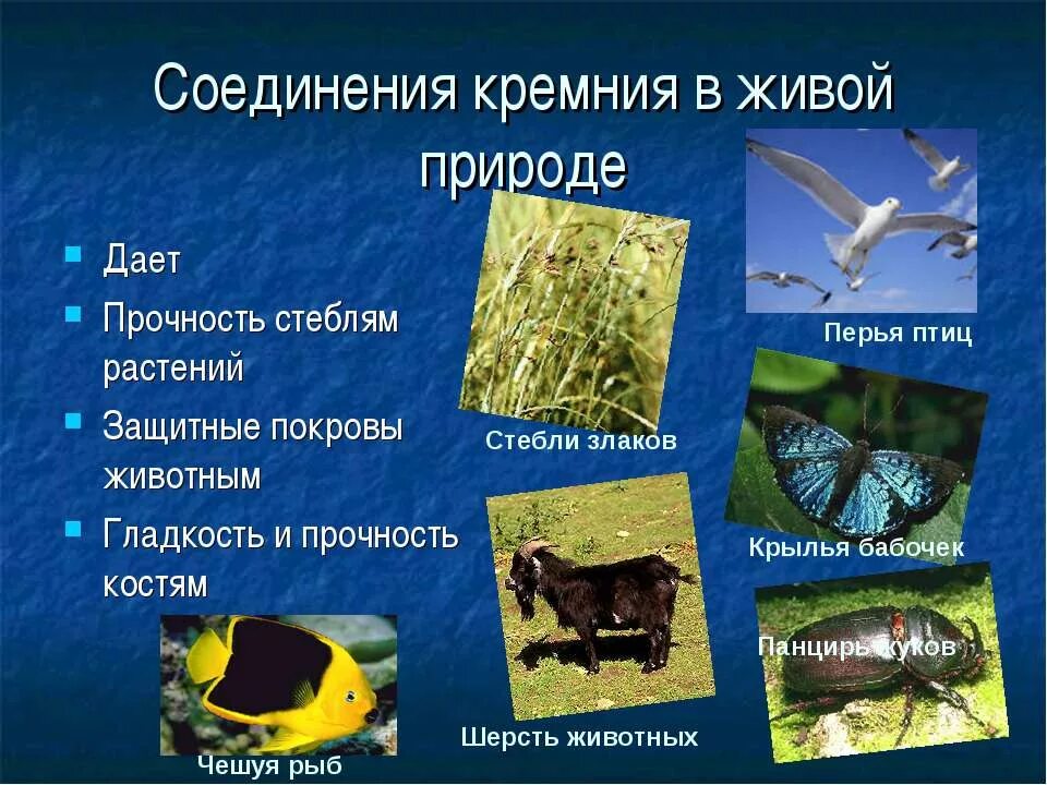 Презентация кремний и его соединения 9 класс. Соединения кремния. соединения кремния в природе. соединения кремния в живой природе. кремний соединения кремния.