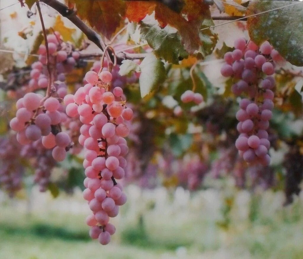 Виноградник японский (куанье). Виноград куанье японский. Виноград куанье японский. Виноград куанье японский зимостойкость. Виноград японский.