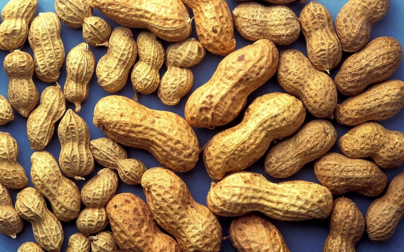 Арахис peanuts. Земляной арахис. земляной орех арахис. арахис культурный земляной орех. solonina арахис.