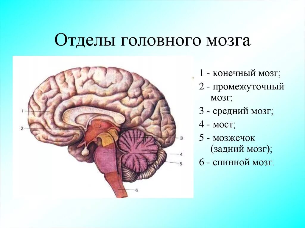 Отделы головного головного мозга. Отделы головного мозга 8 класс биология. Отделы мозга конечный мозг. Пять основных отделов головного мозга. Задний отдел головного мозга состоит