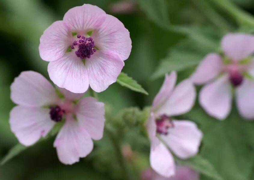 Алтей латынь. Алтей Мальвовые. Алтей лекарственный (Althaea officinalis). Алтей армянский (Althaea armeniaca). Алтей лекарственный (Althaea officinalis l.).