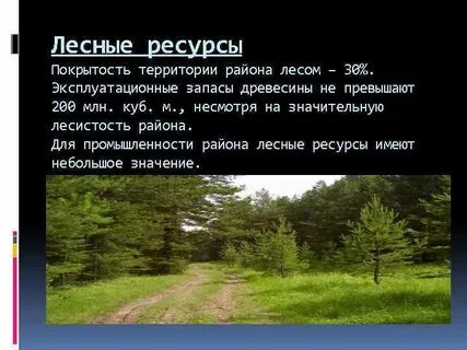 Какие леса в европейском севере