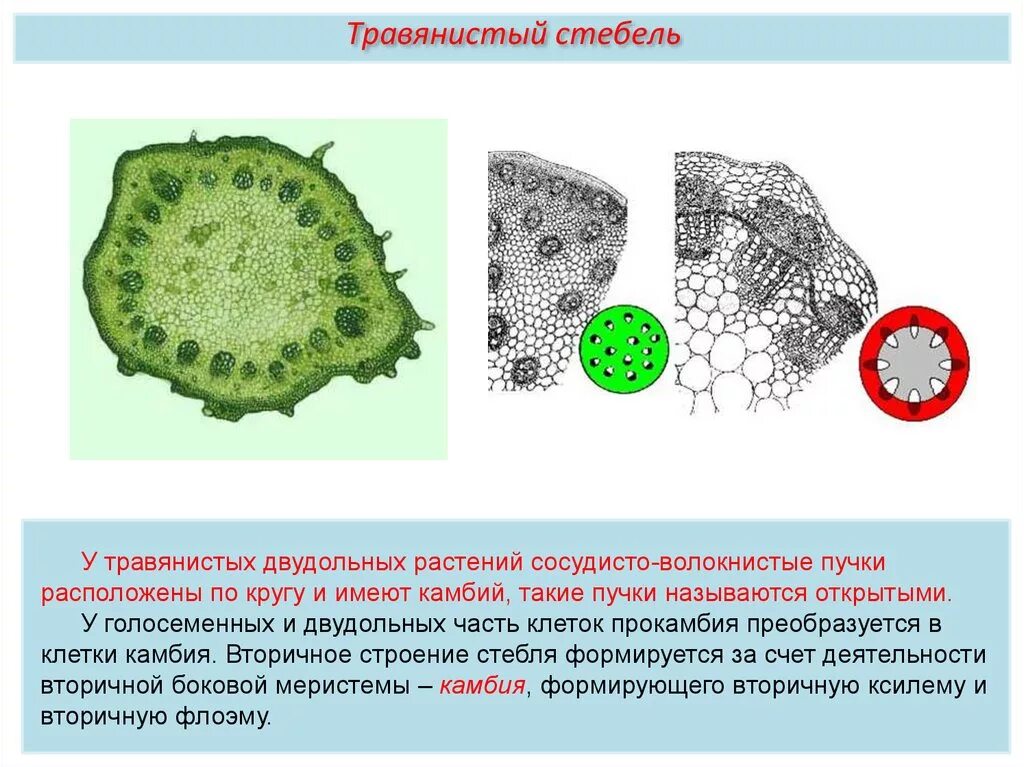 Что такое сосудистые пучки какую функцию они. Функции сосудисто волокнистых Пучков растений. Сосудисто волокнистые пучки строение и функции. Ткани растений Проводящая сосудисто волокнистые пучки. Сосудисто волокнистый пучок листа.