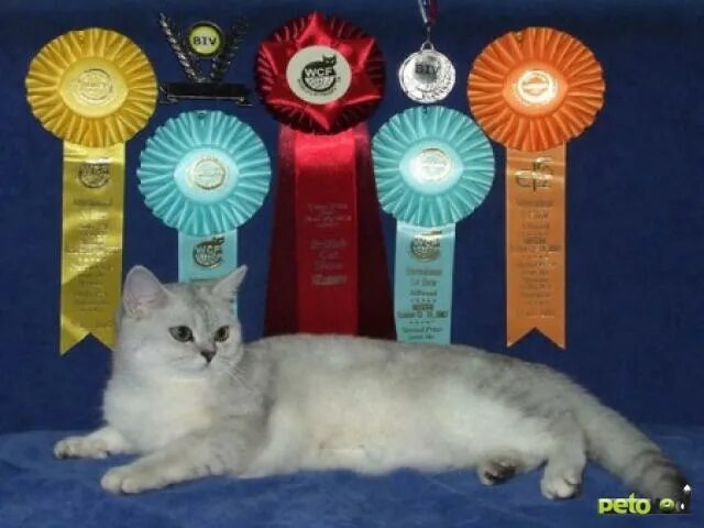 Выставка кошек. Награды кошек на выставке. Награды для кошек. Кошка с медалью. Award для кошек купить